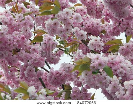 soft pale pink spring cherry blossom with green leaves