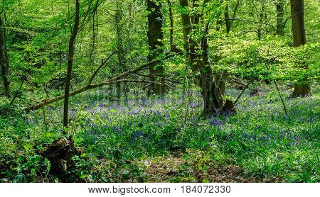 Bluebells flowering in the woods with lovely light in Springtime.