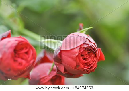 red roses in the garden , rose