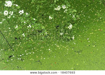 bílá flowerets nad rybník