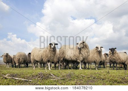 flock of sheep in dutch meadow near woudenberg in the province of utrecht with willows and farm in the background and clouds in the sky