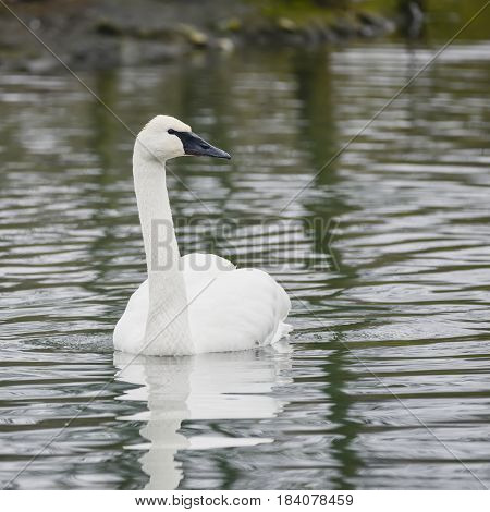 Eautiful Portrait Of Trumpeter Swan Cygnus Buccinator On Water In Spring