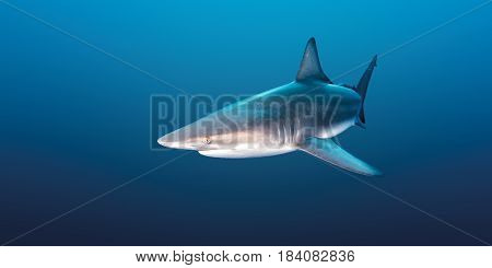 Oceanic Blacktip Shark at Protea Banks, South Africa