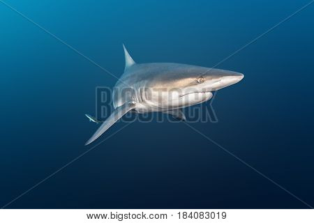 Oceanic Blacktip Shark at Protea Banks, South Africa