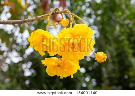 Cotton Tree Yellow Silk Cotton Butter Cup with bokeh background