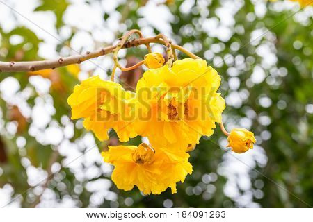 Cotton Tree Yellow Silk Cotton Butter Cup flower with bokeh background