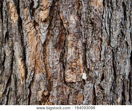 Tree bark texture background , tree in forest