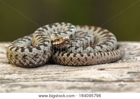 european crossed adder basking on wood stump ( Vipera berus a venomous widespread european snake )