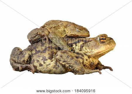brown common toads mating full length animals isolated over white background ( Bufo )