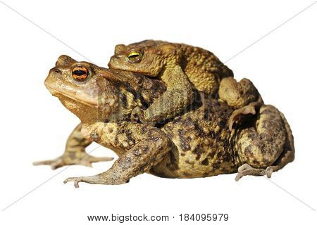 mating common toads isolated over white background ( Bufo )