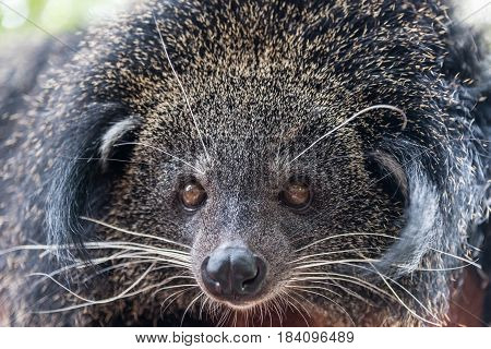 Arctictis Binturong, Closeup Picture Of The Binturong On Branchcloseup Picture Of The Binturong On B