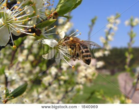 Sammeln Blütenpollen 
