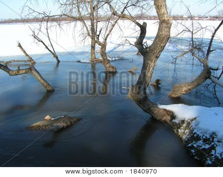 Versunkene Baum