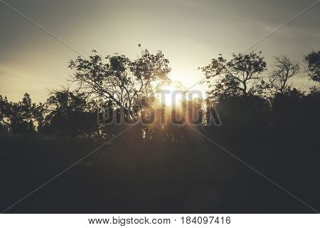 trees in sunset with sun vintage color