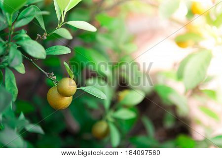 Ripe and ripening orange and yellow tangerines on citrus tree with leaves with blurred foliafe background
