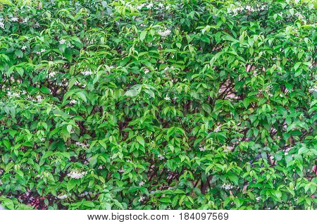 Close Up Tree Of Wrightia Religiosa Use For Texture Or Background.