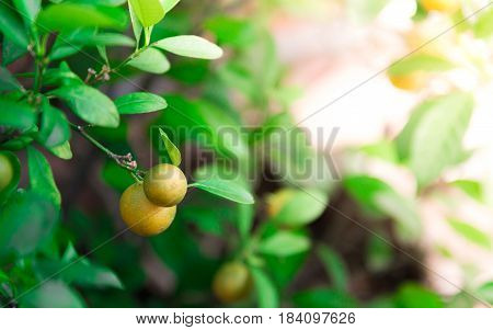 Ripe And Ripening Orange And Yellow Tangerines On Citrus Tree With Leaves, With Blurred Foliafe Back