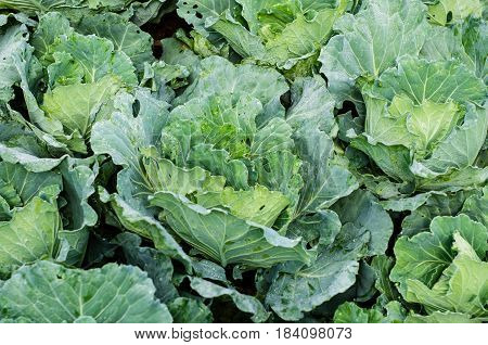 Green organic cabbages farm Cabbage garden Fresh cabbages