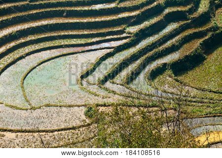 Rice fields on terraced mountains in Sa Pa, Vietnam. Rice fields at winter season.
