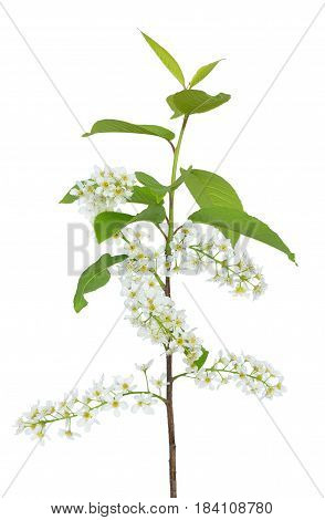 Branch of bird-cherry tree (Prunus padus) isolated on a white background
