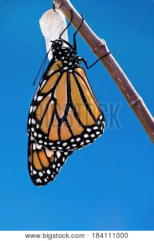 Monarch butterfly (danaus plexippus) emerging from the chrysalis. Blue sky background with copy space.