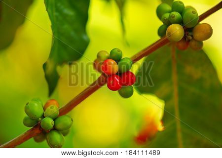 A coffee tree in the farm for business production processing.