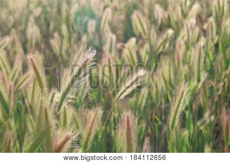 Grassfield landscape at sunrise. Backlight. Hordeum. Poaceae.