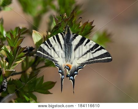 Scarce Swallowtail (Iphiclides podalirius) in natural habitat in spring