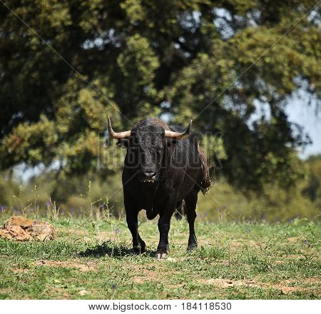 spanish bull in countryside with big horns