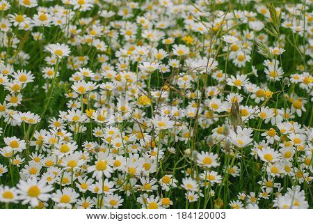Camomile flower background. Spring background. Field of daisies. Flower background and texture. Abstract white flowers background. Macro view of daisy. Daisies in bloom.