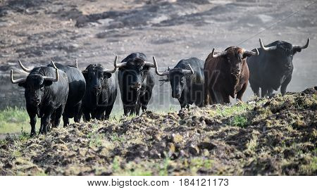 spanish bull in countryside with big horns