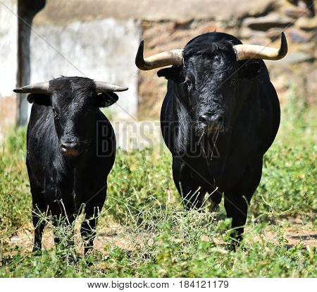 spanish bull in countryside with big horns