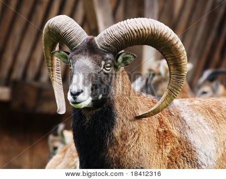 Muflone
