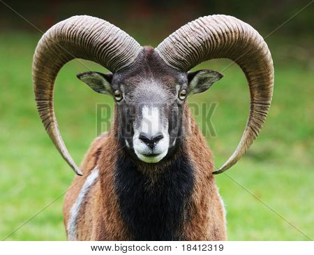Muflone