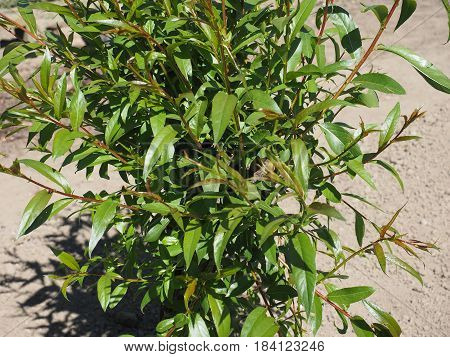 Basket Willow Tree