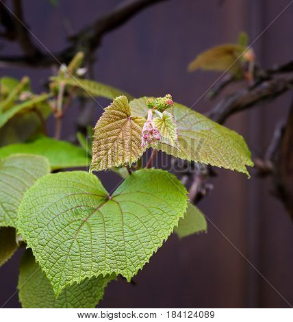 Boston Ivy (parthenocissus Tricuspidata) Young Vine Leaves