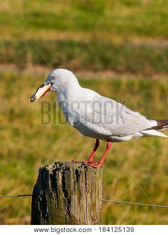 Seagull on postr with crust of bread in mounth.