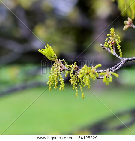 Oak Tree Twig With Male Catkins And Young Leaves