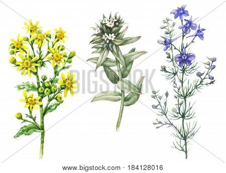 Hand drawn floral set. Watercolor wild larkspur yellow chamomile and small white flowers isolated on blank background. Summer wildflowers aquarelle sketch.