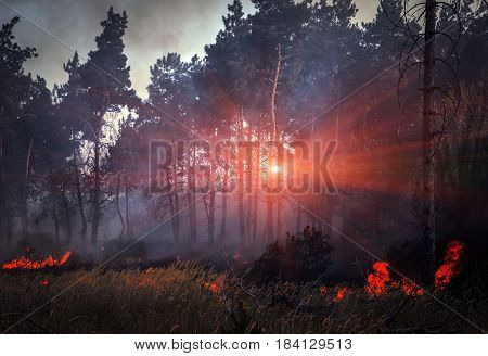 fire. wildfire burning pine forest in the smoke and flames at sunset.