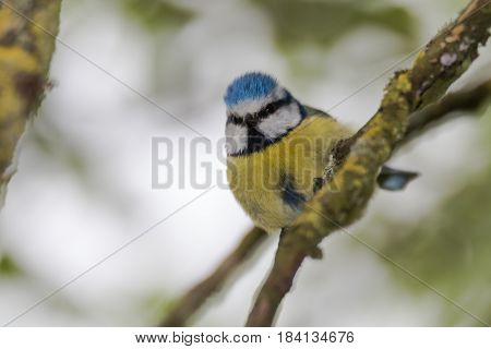 Blue tit (Cyanistes caeruleus) perched on branch looking down. Colourful garden songbird in the family Paridae showing distinctive blue crest