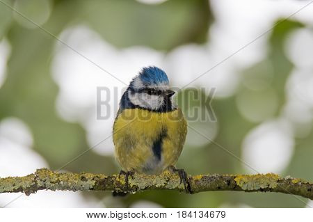 Blue tit (Cyanistes caeruleus) perched on branch head on. Colourful garden songbird in the family Paridae showing distinctive blue crest