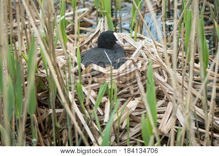 Coot (Fulica atra) on nest. Bird in the family Rallidae sitting atop nest of reeds incubating eggs