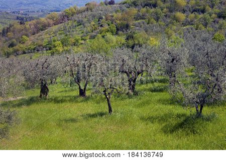 Olive Trees On A Hill