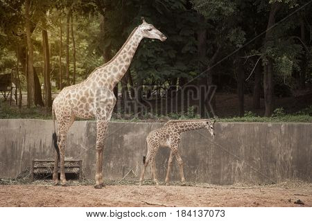 Mother and son of Specie Giraffa camelopardalis family of Giraffidae.