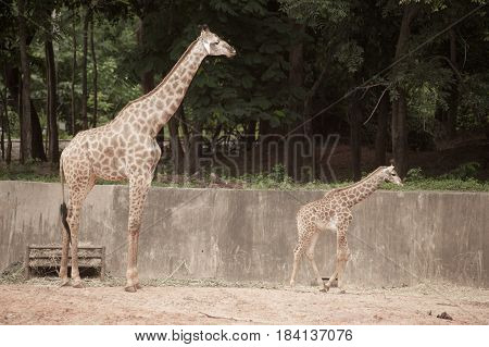 Mother and son of Specie Giraffa camelopardalis family of Giraffidae.