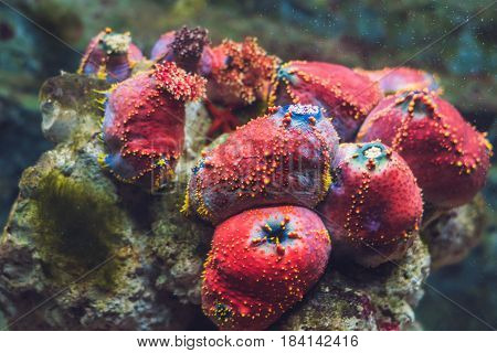Colorful Lobophyllia LPS coral In a tropical aquarium