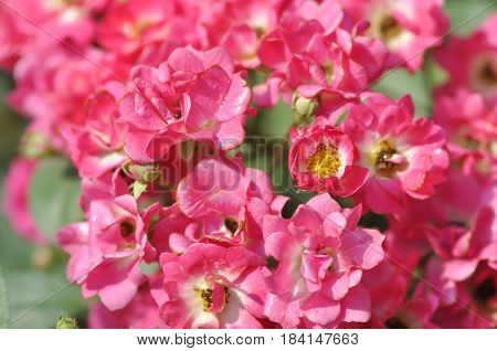pink roses in the garden , rose