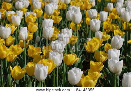 Garden full of tulips blooming in shades of yellow and white.