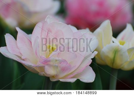 Gorgeous blooming pale pink parrot tulip flowering in a tulip garden.